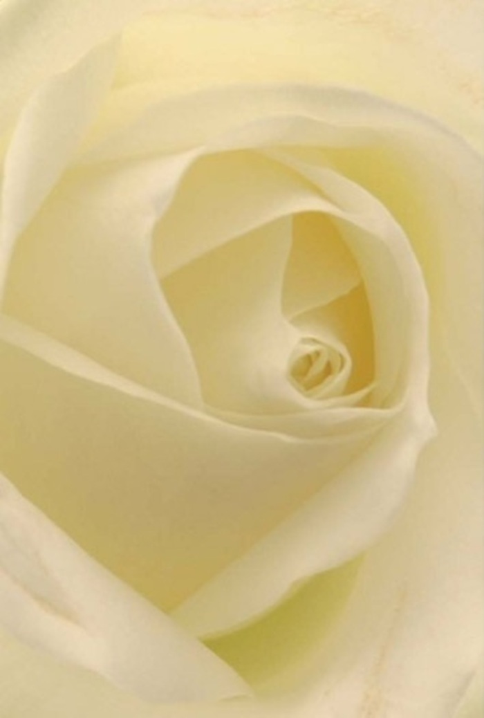 In this view of a classic rose, luminous shades of cream and soft white come together as though illuminated from within, casting the flower in a gentle, serene light akin to a bright morning in South Ruislip. Each petal's flawless contour is enhanced by delicate shadows, reminiscent of dappled sunshine falling across parks like Shenley Park. The composition sings of tranquility and refined elegance: the spiralled heart of the rose nestles at its centre, hinting at purity, while the almost weightless outer petals evoke an air of gentle resilience and perfect harmony. To the florist, this image represents the heart of heartfelt gestures-a bouquet suited for apology, romance, or a wedding centrepiece, ready for same-day delivery to homes on Whitby Road or local celebrations. The soft gradations in hue, from pale cream at the core to translucent white at the edges, embody quiet sophistication and a clean, almost ethereal fragrance that feels at once nostalgic and fresh. The care with which every petal is placed reflects the artistry at Flower Delivery South Ruislip, where every arrangement echoes the unique spirit of the community and ensures each floral moment becomes a cherished memory.